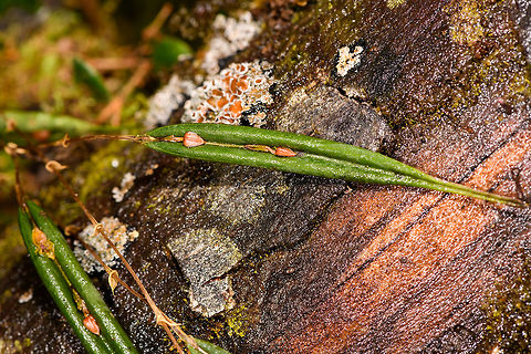 Blunt Point Lepanthes - II, La Cocha Colombia Flower size is normally 6mm, but these are not yet flowering.
https://www.jungledragon.com/image/75817/blunt_point_lepanthes_la_cocha_colombia.html Blunt Point Lepanthes,Colombia,Colombia 2018,Colombia South,Fall,Geotagged,La Cocha,Lepanthes mucronata,Nariño,South America,World