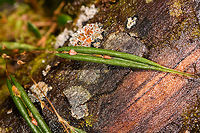 Blunt Point Lepanthes - II, La Cocha Colombia Flower size is normally 6mm, but these are not yet flowering.<br />
https://www.jungledragon.com/image/75817/blunt_point_lepanthes_la_cocha_colombia.html Blunt Point Lepanthes,Colombia,Colombia 2018,Colombia South,Fall,Geotagged,La Cocha,Lepanthes mucronata,Nari&ntilde;o,South America,World