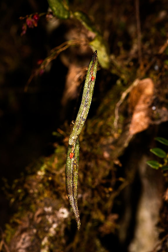 Blunt Point Lepanthes, La Cocha Colombia Flower size is normally 6mm, but these are not yet flowering.<br />
<figure class="photo"><a href="https://www.jungledragon.com/image/75816/blunt_point_lepanthes_-_ii_la_cocha_colombia.html" title="Blunt Point Lepanthes - II, La Cocha Colombia"><img src="https://s3.amazonaws.com/media.jungledragon.com/images/2/75816_thumb.jpg?AWSAccessKeyId=05GMT0V3GWVNE7GGM1R2&Expires=1759968010&Signature=HNjAwc%2F7075XtGwFvSoWRX%2BnBK4%3D" width="200" height="134" alt="Blunt Point Lepanthes - II, La Cocha Colombia Flower size is normally 6mm, but these are not yet flowering.<br />
https://www.jungledragon.com/image/75817/blunt_point_lepanthes_la_cocha_colombia.html Blunt Point Lepanthes,Colombia,Colombia 2018,Colombia South,Fall,Geotagged,La Cocha,Lepanthes mucronata,Nari&ntilde;o,South America,World" /></a></figure> Blunt Point Lepanthes,Colombia,Colombia 2018,Colombia South,Fall,Geotagged,La Cocha,Lepanthes mucronata,Nariño,South America,World