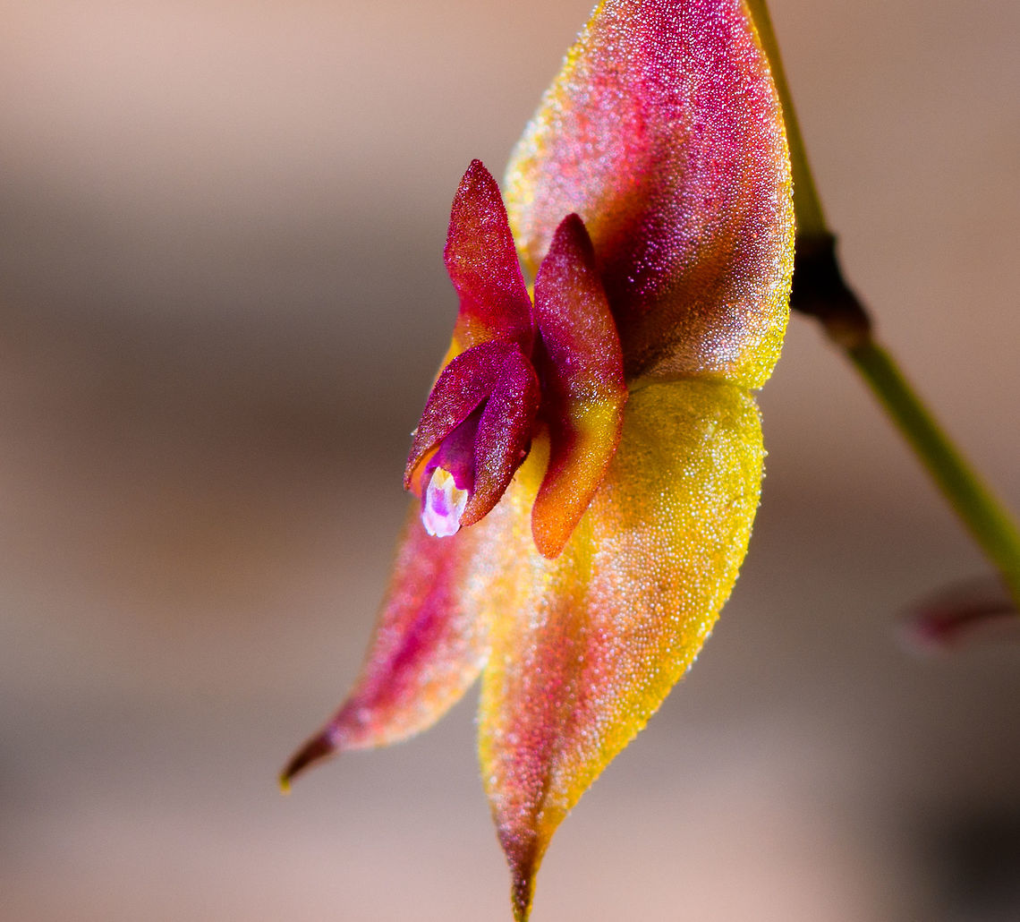 Two Lobed Lepanthes - side view macro, La Cocha, Colombia Flower size: 5mm.<br />
<figure class="photo"><a href="https://www.jungledragon.com/image/75820/two_lobed_lepanthes_la_cocha_colombia.html" title="Two Lobed Lepanthes, La Cocha, Colombia"><img src="https://s3.amazonaws.com/media.jungledragon.com/images/2/75820_thumb.jpg?AWSAccessKeyId=05GMT0V3GWVNE7GGM1R2&Expires=1763596810&Signature=0Rt5Kw9YbzTXkfh2v7Ce4uKO4fI%3D" width="126" height="152" alt="Two Lobed Lepanthes, La Cocha, Colombia Flower size: 5mm.<br />
https://www.jungledragon.com/image/75819/two_lobed_lepanthes_-_side_view_la_cocha_colombia.html<br />
https://www.jungledragon.com/image/75818/two_lobed_lepanthes_-_side_view_macro_la_cocha_colombia.html Colombia,Colombia 2018,Colombia South,Fall,Geotagged,La Cocha,Lepanthes biloba,Nari&ntilde;o,South America,The Two Lobed Lepanthes,World" /></a></figure><br />
<figure class="photo"><a href="https://www.jungledragon.com/image/75819/two_lobed_lepanthes_-_side_view_la_cocha_colombia.html" title="Two Lobed Lepanthes - side view, La Cocha, Colombia"><img src="https://s3.amazonaws.com/media.jungledragon.com/images/2/75819_thumb.jpg?AWSAccessKeyId=05GMT0V3GWVNE7GGM1R2&Expires=1763596810&Signature=gm%2FUoif%2B6sA4PIMeUehL73F2QRY%3D" width="200" height="186" alt="Two Lobed Lepanthes - side view, La Cocha, Colombia Flower size: 5mm.<br />
https://www.jungledragon.com/image/75820/two_lobed_lepanthes_la_cocha_colombia.html<br />
https://www.jungledragon.com/image/75818/two_lobed_lepanthes_-_side_view_macro_la_cocha_colombia.html Colombia,Colombia 2018,Colombia South,Fall,Geotagged,La Cocha,Lepanthes biloba,Nari&ntilde;o,South America,The Two Lobed Lepanthes,World" /></a></figure> Colombia,Colombia 2018,Colombia South,Fall,Geotagged,La Cocha,Lepanthes biloba,Nariño,South America,The Two Lobed Lepanthes,World