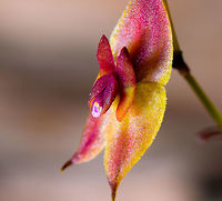 Two Lobed Lepanthes - side view macro, La Cocha, Colombia Flower size: 5mm.<br />
https://www.jungledragon.com/image/75820/two_lobed_lepanthes_la_cocha_colombia.html<br />
https://www.jungledragon.com/image/75819/two_lobed_lepanthes_-_side_view_la_cocha_colombia.html Colombia,Colombia 2018,Colombia South,Fall,Geotagged,La Cocha,Lepanthes biloba,Nari&ntilde;o,South America,The Two Lobed Lepanthes,World
