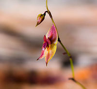 Two Lobed Lepanthes - side view, La Cocha, Colombia Flower size: 5mm.<br />
https://www.jungledragon.com/image/75820/two_lobed_lepanthes_la_cocha_colombia.html<br />
https://www.jungledragon.com/image/75818/two_lobed_lepanthes_-_side_view_macro_la_cocha_colombia.html Colombia,Colombia 2018,Colombia South,Fall,Geotagged,La Cocha,Lepanthes biloba,Nari&ntilde;o,South America,The Two Lobed Lepanthes,World