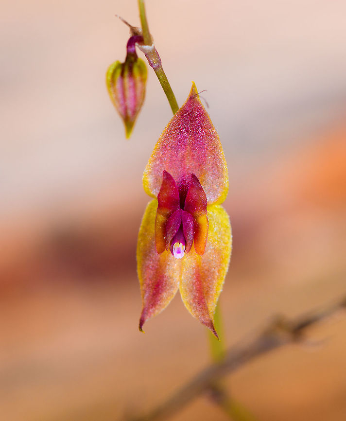 Two Lobed Lepanthes, La Cocha, Colombia Flower size: 5mm.<br />
<figure class="photo"><a href="https://www.jungledragon.com/image/75819/two_lobed_lepanthes_-_side_view_la_cocha_colombia.html" title="Two Lobed Lepanthes - side view, La Cocha, Colombia"><img src="https://s3.amazonaws.com/media.jungledragon.com/images/2/75819_thumb.jpg?AWSAccessKeyId=05GMT0V3GWVNE7GGM1R2&Expires=1759968010&Signature=Bvn3AG%2FCM1fq82uDI5RZ62G9ZRM%3D" width="200" height="186" alt="Two Lobed Lepanthes - side view, La Cocha, Colombia Flower size: 5mm.<br />
https://www.jungledragon.com/image/75820/two_lobed_lepanthes_la_cocha_colombia.html<br />
https://www.jungledragon.com/image/75818/two_lobed_lepanthes_-_side_view_macro_la_cocha_colombia.html Colombia,Colombia 2018,Colombia South,Fall,Geotagged,La Cocha,Lepanthes biloba,Nari&ntilde;o,South America,The Two Lobed Lepanthes,World" /></a></figure><br />
<figure class="photo"><a href="https://www.jungledragon.com/image/75818/two_lobed_lepanthes_-_side_view_macro_la_cocha_colombia.html" title="Two Lobed Lepanthes - side view macro, La Cocha, Colombia"><img src="https://s3.amazonaws.com/media.jungledragon.com/images/2/75818_thumb.jpg?AWSAccessKeyId=05GMT0V3GWVNE7GGM1R2&Expires=1759968010&Signature=M63hdrHTqplXjqGExWcozTiZkXY%3D" width="200" height="182" alt="Two Lobed Lepanthes - side view macro, La Cocha, Colombia Flower size: 5mm.<br />
https://www.jungledragon.com/image/75820/two_lobed_lepanthes_la_cocha_colombia.html<br />
https://www.jungledragon.com/image/75819/two_lobed_lepanthes_-_side_view_la_cocha_colombia.html Colombia,Colombia 2018,Colombia South,Fall,Geotagged,La Cocha,Lepanthes biloba,Nari&ntilde;o,South America,The Two Lobed Lepanthes,World" /></a></figure> Colombia,Colombia 2018,Colombia South,Fall,Geotagged,La Cocha,Lepanthes biloba,Nariño,South America,The Two Lobed Lepanthes,World