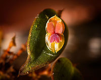 Lepanthes andrenoglossa, La Cocha, Colombia https://www.jungledragon.com/image/75822/lepanthes_andrenoglossa_-_closeup_la_cocha_colombia.html Colombia,Colombia 2018,Colombia South,Fall,Geotagged,La Cocha,Lepanthes andrenoglossa,Nariño,South America,World