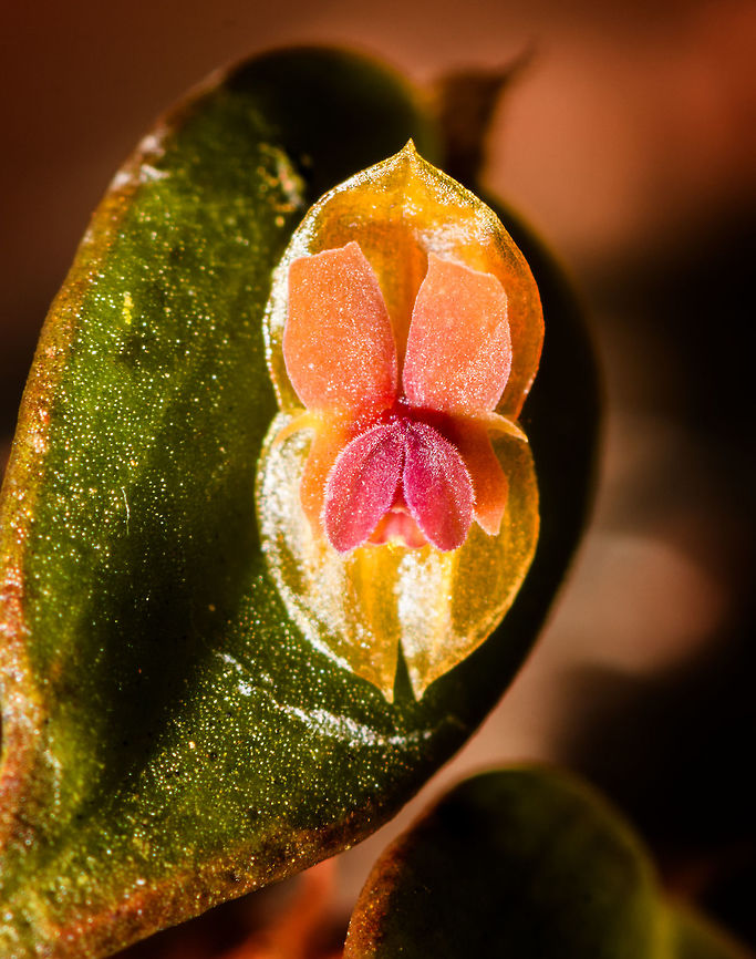 Lepanthes andrenoglossa - closeup, La Cocha, Colombia <figure class="photo"><a href="https://www.jungledragon.com/image/75821/lepanthes_andrenoglossa_la_cocha_colombia.html" title="Lepanthes andrenoglossa, La Cocha, Colombia"><img src="https://s3.amazonaws.com/media.jungledragon.com/images/2/75821_thumb.jpg?AWSAccessKeyId=05GMT0V3GWVNE7GGM1R2&Expires=1759968010&Signature=cdFauqYMvrdaZyY33cnb9RbMe2c%3D" width="200" height="158" alt="Lepanthes andrenoglossa, La Cocha, Colombia https://www.jungledragon.com/image/75822/lepanthes_andrenoglossa_-_closeup_la_cocha_colombia.html Colombia,Colombia 2018,Colombia South,Fall,Geotagged,La Cocha,Lepanthes andrenoglossa,Nari&ntilde;o,South America,World" /></a></figure> Colombia,Colombia 2018,Colombia South,Fall,Geotagged,La Cocha,Lepanthes andrenoglossa,Nariño,South America,World