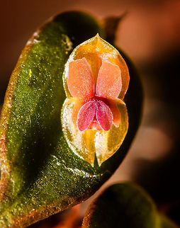 Lepanthes andrenoglossa - closeup, La Cocha, Colombia https://www.jungledragon.com/image/75821/lepanthes_andrenoglossa_la_cocha_colombia.html Colombia,Colombia 2018,Colombia South,Fall,Geotagged,La Cocha,Lepanthes andrenoglossa,Nariño,South America,World