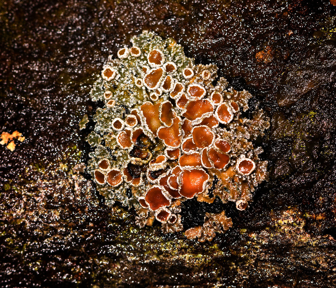 Red Lichen - closeup, La Cocha, Colombia Found growing on rock at elevation ~3000m asl.<br />
<figure class="photo"><a href="https://www.jungledragon.com/image/75842/red_lichen_la_cocha_colombia.html" title="Red Lichen, La Cocha, Colombia"><img src="https://s3.amazonaws.com/media.jungledragon.com/images/2/75842_thumb.jpg?AWSAccessKeyId=05GMT0V3GWVNE7GGM1R2&Expires=1759968010&Signature=2klfcbGdxKfCKFHBatasBkiOo6o%3D" width="200" height="134" alt="Red Lichen, La Cocha, Colombia Found growing on rock at elevation ~3000m asl.<br />
https://www.jungledragon.com/image/75841/red_lichen_-_closeup_la_cocha_colombia.html Colombia,Colombia 2018,Colombia South,Fall,Geotagged,La Cocha,Nari&ntilde;o,South America,World" /></a></figure> Colombia,Colombia 2018,Colombia South,Fall,Geotagged,La Cocha,Nariño,South America,World