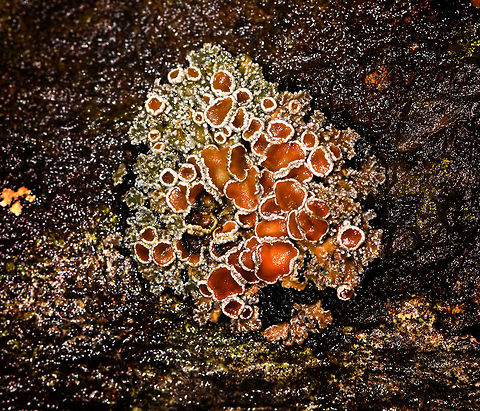Red Lichen - closeup, La Cocha, Colombia Found growing on rock at elevation ~3000m asl.
https://www.jungledragon.com/image/75842/red_lichen_la_cocha_colombia.html Colombia,Colombia 2018,Colombia South,Fall,Geotagged,La Cocha,Nari&ntilde;o,South America,World