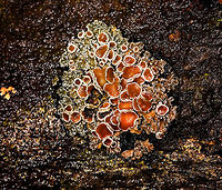 Red Lichen - closeup, La Cocha, Colombia Found growing on rock at elevation ~3000m asl.<br />
https://www.jungledragon.com/image/75842/red_lichen_la_cocha_colombia.html Colombia,Colombia 2018,Colombia South,Fall,Geotagged,La Cocha,Nari&ntilde;o,South America,World