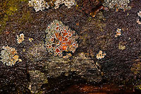 Red Lichen, La Cocha, Colombia Found growing on rock at elevation ~3000m asl.<br />
https://www.jungledragon.com/image/75841/red_lichen_-_closeup_la_cocha_colombia.html Colombia,Colombia 2018,Colombia South,Fall,Geotagged,La Cocha,Nari&ntilde;o,South America,World