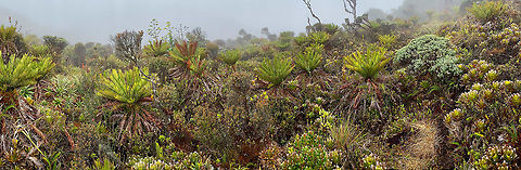 Enter the P&aacute;ramo, La Cocha, Colombia (click photo to view full screen)
After our early morning search for orchids, the weather cleared up slightly. We made a climb on foot a few hundred meter higher to about 3,500m asl. We had two target birds in mind, more on that later. 

It is here where we first set foot into the P&aacute;ramo ecosystem, an ecosystem we had never heard of before. The P&aacute;ramo ecosystem is a tundra-like system characterized by its altitude, it's above the permanent tree line yet below the snow line. P&aacute;ramo ecosystems can be found in multiple countries in Central and South America, where Colombia has the largest surface area of them.

P&aacute;ramo ecosystems are typically further divided into altitude zones, from low to high: Subp&aacute;ramo, Grass P&aacute;ramo and Superp&aacute;ramo. Conditions in the P&aacute;ramo are highly local, yet in general they are known for the extremely changeable weather. A study has established the P&aacute;ramo ecosystem as the world's fast evolving, meaning it rapidly produces new (endemic) species:
https://www.ncbi.nlm.nih.gov/pmc/articles/PMC3793228/

This particular P&aacute;ramo in Colombia is permanently moist and foggy. The soil is very wet as well, yet I'm told the soil is very poor in nutrients. 

On a more personal note, we'd describe it as a very wet desert. With peculiar species of plants and lichen, it feels like walking on another planet as there's just no comparison or earlier experience that comes to mind.

We didn't have much time to capture the stunning plant life here, but I did take a few snaps with the smartphone, which I'll share. I'm grouping photos from this unique ecosystem in this tag:

https://www.jungledragon.com/tag/55145/pramo.html Colombia,Colombia 2018,Colombia South,Fall,Geotagged,P&aacute;ramo,South America,World