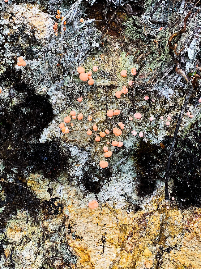 Pink earth lichen, La Cocha P&aacute;ramo, Colombia Found growing on rock at 3,500m asl. Colombia,Colombia 2018,Colombia South,Dibaeis baeomyces,Fall,Geotagged,Pink earth lichen,P&aacute;ramo,South America,World