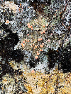 Pink earth lichen, La Cocha P&aacute;ramo, Colombia Found growing on rock at 3,500m asl. Colombia,Colombia 2018,Colombia South,Dibaeis baeomyces,Fall,Geotagged,Pink earth lichen,P&aacute;ramo,South America,World
