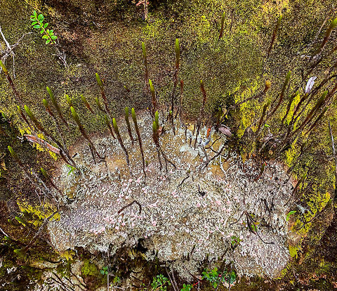 Tall moss on pink lichen, La Cocha P&aacute;ramo, Colombia The P&aacute;ramo plant/fungi life is so weird that I struggle to comprehend what we saw. My deciphering here is that this is a pink lichen which has very lengthy finger-like mosses growing out of it. Here's the same pink lichen separately:
https://www.jungledragon.com/image/75852/pink_lichen_la_cocha_pramo_colombia.html Colombia,Colombia 2018,Colombia South,Dibaeis baeomyces,Fall,Geotagged,Pink earth lichen,P&aacute;ramo,South America,World