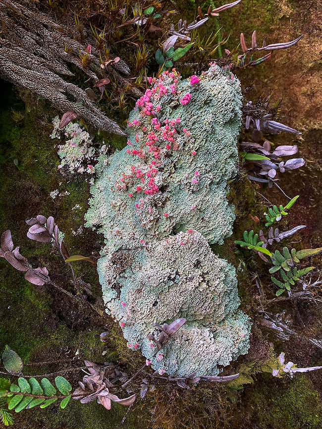 Pink lichen, La Cocha P&aacute;ramo, Colombia <figure class="photo"><a href="https://www.jungledragon.com/image/75851/tall_moss_on_pink_lichen_la_cocha_pramo_colombia.html" title="Tall moss on pink lichen, La Cocha P&aacute;ramo, Colombia"><img src="https://s3.amazonaws.com/media.jungledragon.com/images/2/75851_thumb.jpg?AWSAccessKeyId=05GMT0V3GWVNE7GGM1R2&Expires=1769040010&Signature=G58sdSc0AcngX6Q%2F0PMypBfR%2Bu8%3D" width="200" height="174" alt="Tall moss on pink lichen, La Cocha P&aacute;ramo, Colombia The P&aacute;ramo plant/fungi life is so weird that I struggle to comprehend what we saw. My deciphering here is that this is a pink lichen which has very lengthy finger-like mosses growing out of it. Here's the same pink lichen separately:<br />
https://www.jungledragon.com/image/75852/pink_lichen_la_cocha_pramo_colombia.html Colombia,Colombia 2018,Colombia South,Dibaeis baeomyces,Fall,Geotagged,Pink earth lichen,P&aacute;ramo,South America,World" /></a></figure> Colombia,Colombia 2018,Colombia South,Dibaeis baeomyces,Fall,Geotagged,Pink earth lichen,P&aacute;ramo,South America,World