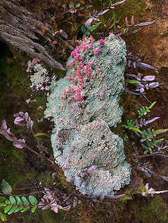 Pink lichen, La Cocha P&aacute;ramo, Colombia https://www.jungledragon.com/image/75851/tall_moss_on_pink_lichen_la_cocha_pramo_colombia.html Colombia,Colombia 2018,Colombia South,Dibaeis baeomyces,Fall,Geotagged,Pink earth lichen,P&aacute;ramo,South America,World