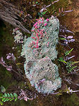 Pink lichen, La Cocha Páramo, Colombia https://www.jungledragon.com/image/75851/tall_moss_on_pink_lichen_la_cocha_pramo_colombia.html Colombia,Colombia 2018,Colombia South,Dibaeis baeomyces,Fall,Geotagged,Pink earth lichen,Páramo,South America,World
