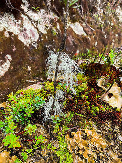 Bearded Lichen, La Cocha P&aacute;ramo, Colombia Additional lichen in the foreground, as well as background. And mosses. And vascular plants. And...well, welcome to the P&aacute;ramo. Colombia,Colombia 2018,Colombia South,Fall,Geotagged,P&aacute;ramo,South America,World