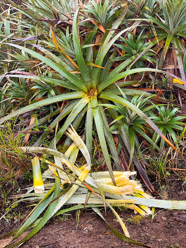 Eryngium humboldtii, La Cocha Páramo, Colombia Presumed species. The leafs in the foreground may be the work of a Spectacled Bear, who sometimes enters the P&aacute;ramo for its favorite snack, the Puya bromeliads. It&#039;s unlikely the work of people, as they would use a machete. Nor could one pull the leaf of such a firm plant. Colombia,Colombia 2018,Colombia South,Eryngium humboldtii,Fall,Geotagged,Páramo,South America,World