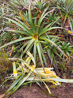 Eryngium humboldtii, La Cocha Páramo, Colombia Presumed species. The leafs in the foreground may be the work of a Spectacled Bear, who sometimes enters the Páramo for its favorite snack, the Puya bromeliads. It's unlikely the work of people, as they would use a machete. Nor could one pull the leaf of such a firm plant. Colombia,Colombia 2018,Colombia South,Eryngium humboldtii,Fall,Geotagged,Páramo,South America,World