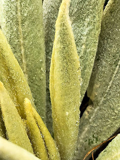 Espeletia grandiflora - leaf closeup, La Cocha P&aacute;ramo, Colombia Definitely an Espeletia, and presumable a young Espeletia grandiflora. Locally nicknamed as "water thieves" for "stealing" water from the moist air. Which really should be seen as a service, as it returns part of this water to the soil, which ultimately leads to the formation of lakes, and then rivers. Perhaps, in part you could say that the Amazon starts with this plant, even if for a small part.
https://www.jungledragon.com/image/75856/espeletia_grandiflora_la_cocha_pramo_colombia.html Colombia,Colombia 2018,Colombia South,Espeletia grandiflora,Fall,Geotagged,P&aacute;ramo,South America,World