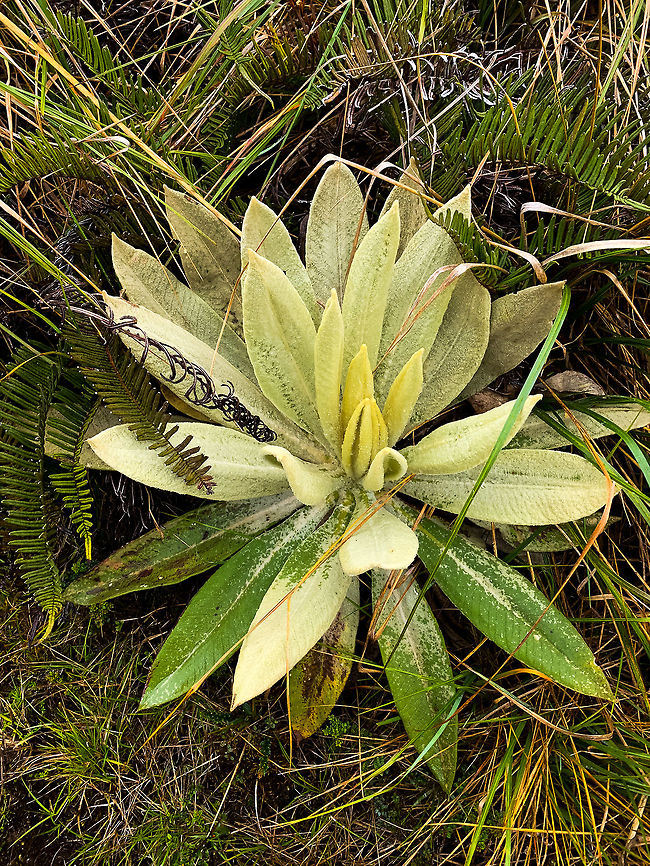 Espeletia grandiflora, La Cocha Páramo, Colombia Definitely an Espeletia, and presumable a young Espeletia grandiflora. Locally nicknamed as &quot;water thieves&quot; for &quot;stealing&quot; water from the moist air. Which really should be seen as a service, as it returns part of this water to the soil, which ultimately leads to the formation of lakes, and then rivers. Perhaps, in part you could say that the Amazon starts with this plant, even if for a small part.<br />
<figure class="photo"><a href="https://www.jungledragon.com/image/75855/espeletia_grandiflora_-_leaf_closeup_la_cocha_pramo_colombia.html" title="Espeletia grandiflora - leaf closeup, La Cocha P&aacute;ramo, Colombia"><img src="https://s3.amazonaws.com/media.jungledragon.com/images/2/75855_thumb.jpg?AWSAccessKeyId=05GMT0V3GWVNE7GGM1R2&Expires=1759968010&Signature=p13PPfLqU0gIkmIOGbWhrChQ5ZE%3D" width="114" height="152" alt="Espeletia grandiflora - leaf closeup, La Cocha P&aacute;ramo, Colombia Definitely an Espeletia, and presumable a young Espeletia grandiflora. Locally nicknamed as &quot;water thieves&quot; for &quot;stealing&quot; water from the moist air. Which really should be seen as a service, as it returns part of this water to the soil, which ultimately leads to the formation of lakes, and then rivers. Perhaps, in part you could say that the Amazon starts with this plant, even if for a small part.<br />
https://www.jungledragon.com/image/75856/espeletia_grandiflora_la_cocha_pramo_colombia.html Colombia,Colombia 2018,Colombia South,Espeletia grandiflora,Fall,Geotagged,P&aacute;ramo,South America,World" /></a></figure><br />
Flowering:<br />
<br />
<figure class="photo"><a href="https://www.jungledragon.com/image/75858/espeletia_grandiflora_-_multiple_la_cocha_pramo_colombia.html" title="Espeletia grandiflora - multiple, La Cocha P&aacute;ramo, Colombia"><img src="https://s3.amazonaws.com/media.jungledragon.com/images/2/75858_thumb.jpg?AWSAccessKeyId=05GMT0V3GWVNE7GGM1R2&Expires=1759968010&Signature=UnOmO5nKEQ%2B8GKYbFuZaZPMUHTQ%3D" width="200" height="136" alt="Espeletia grandiflora - multiple, La Cocha P&aacute;ramo, Colombia  Colombia,Colombia 2018,Colombia South,Espeletia grandiflora,Fall,Geotagged,La Cocha,Nari&ntilde;o,P&aacute;ramo,South America,World" /></a></figure> Colombia,Colombia 2018,Colombia South,Espeletia grandiflora,Fall,Geotagged,Páramo,South America,World