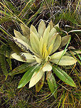 Espeletia grandiflora, La Cocha Páramo, Colombia Definitely an Espeletia, and presumable a young Espeletia grandiflora. Locally nicknamed as "water thieves" for "stealing" water from the moist air. Which really should be seen as a service, as it returns part of this water to the soil, which ultimately leads to the formation of lakes, and then rivers. Perhaps, in part you could say that the Amazon starts with this plant, even if for a small part.<br />
https://www.jungledragon.com/image/75855/img_0275.html<br />
Flowering:<br />
<br />
https://www.jungledragon.com/image/75858/espeletia_grandiflora_-_multiple_la_cocha_pramo_colombia.html Colombia,Colombia 2018,Colombia South,Espeletia grandiflora,Fall,Geotagged,Páramo,South America,World
