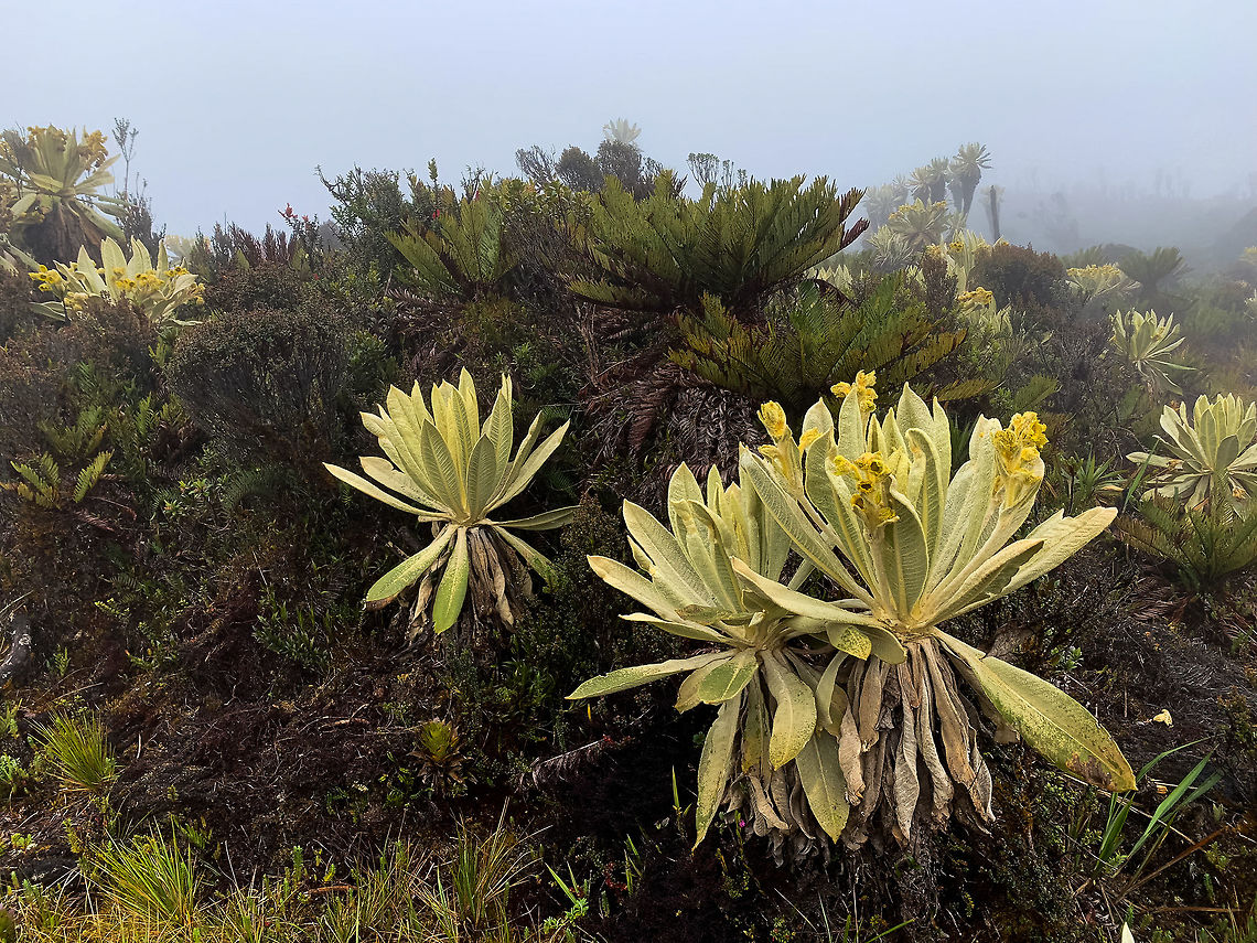 Espeletia grandiflora - flowering, La Cocha Páramo, Colombia  Colombia,Colombia 2018,Colombia South,Espeletia grandiflora,Fall,Geotagged,Páramo,South America,World