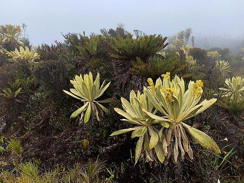 Espeletia grandiflora - flowering, La Cocha Páramo, Colombia  Colombia,Colombia 2018,Colombia South,Espeletia grandiflora,Fall,Geotagged,Páramo,South America,World