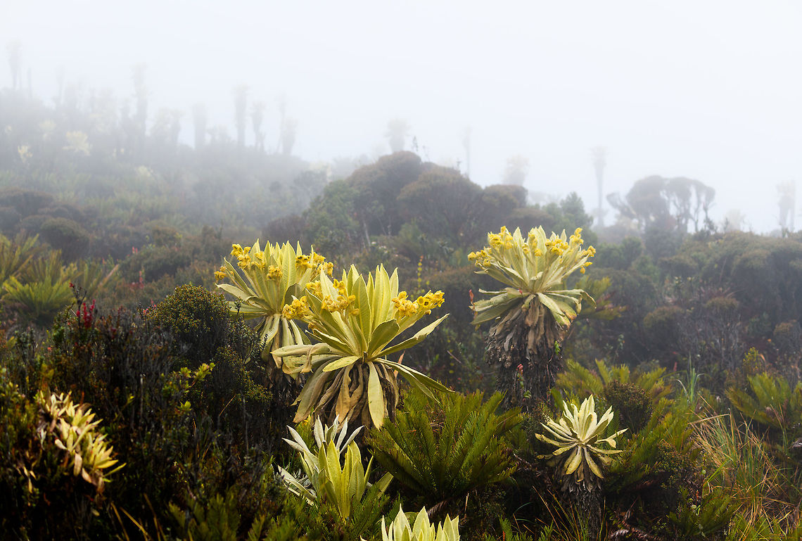 Espeletia grandiflora - multiple, La Cocha Páramo, Colombia  Colombia,Colombia 2018,Colombia South,Espeletia grandiflora,Fall,Geotagged,La Cocha,Nariño,Páramo,South America,World
