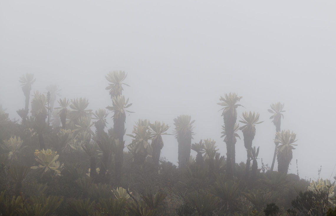 Espeletia hartwegiana, La Cocha P&aacute;ramo, Colombia Remote misty view of a group of Espeletia hartwegiana, which are numerous in the P&aacute;ramo ecosystem. They can grow up to about 3m tall. Colombia,Colombia 2018,Colombia South,Espeletia hartwegiana,Fall,Geotagged,La Cocha,Nari&ntilde;o,P&aacute;ramo,South America,World