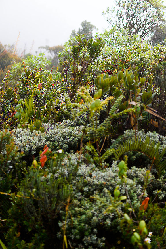 Subp&aacute;ramo vegetation, La Cocha P&aacute;ramo, Colombia Vegetation typical to the Subp&aacute;ramo, which is the lowest growth zone of the P&aacute;ramo, sitting at 3000-3500m asl.  Colombia,Colombia 2018,Colombia South,Fall,Geotagged,La Cocha,Nari&ntilde;o,P&aacute;ramo,South America,World