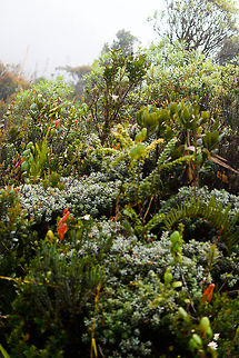Subp&aacute;ramo vegetation, La Cocha P&aacute;ramo, Colombia Vegetation typical to the Subp&aacute;ramo, which is the lowest growth zone of the P&aacute;ramo, sitting at 3000-3500m asl.  Colombia,Colombia 2018,Colombia South,Fall,Geotagged,La Cocha,Nari&ntilde;o,P&aacute;ramo,South America,World