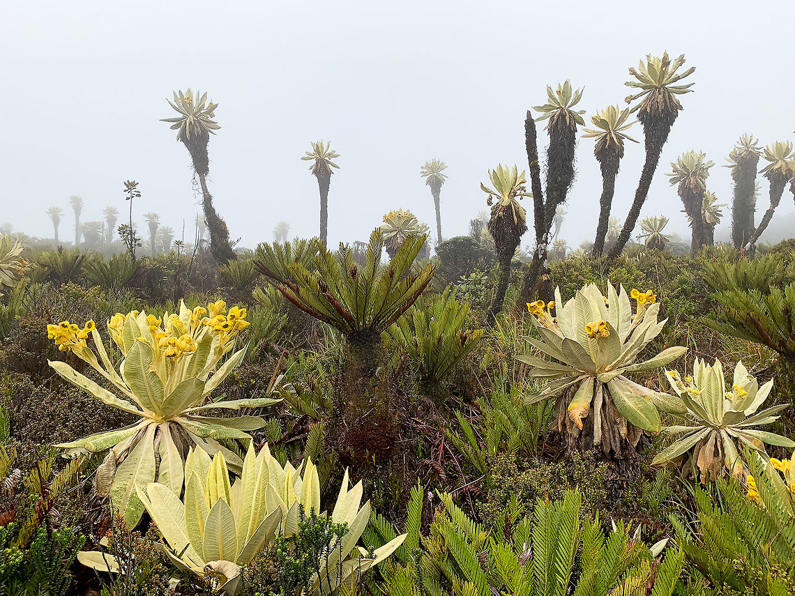 Espeletia, La Cocha P&aacute;ramo, Colombia Espeletia grandiflora (front) and Espeletia hartwegiana (back) in a single scene. And likely quite a few other amazing plant species. Colombia,Colombia 2018,Colombia South,Fall,Geotagged,P&aacute;ramo,South America,World
