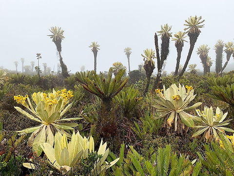 Espeletia, La Cocha Páramo, Colombia Espeletia grandiflora (front) and Espeletia hartwegiana (back) in a single scene. And likely quite a few other amazing plant species. Colombia,Colombia 2018,Colombia South,Fall,Geotagged,Páramo,South America,World