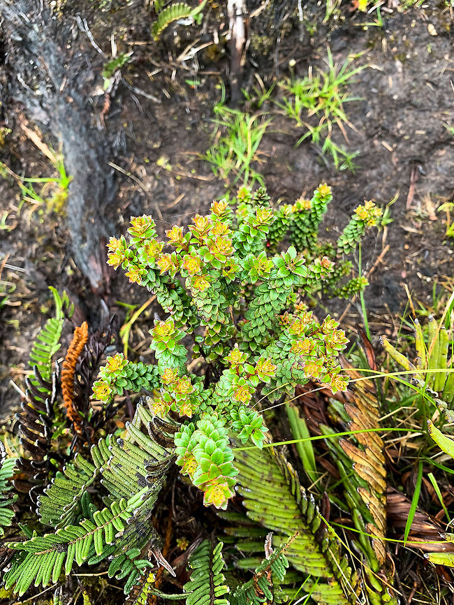 P&aacute;ramo plant 1, La Cocha P&aacute;ramo, Colombia At 3,500m asl. Colombia,Colombia 2018,Colombia South,Fall,Geotagged,P&aacute;ramo,South America,World
