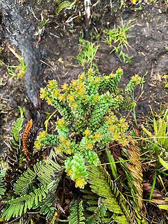 P&aacute;ramo plant 1, La Cocha P&aacute;ramo, Colombia At 3,500m asl. Colombia,Colombia 2018,Colombia South,Fall,Geotagged,P&aacute;ramo,South America,World