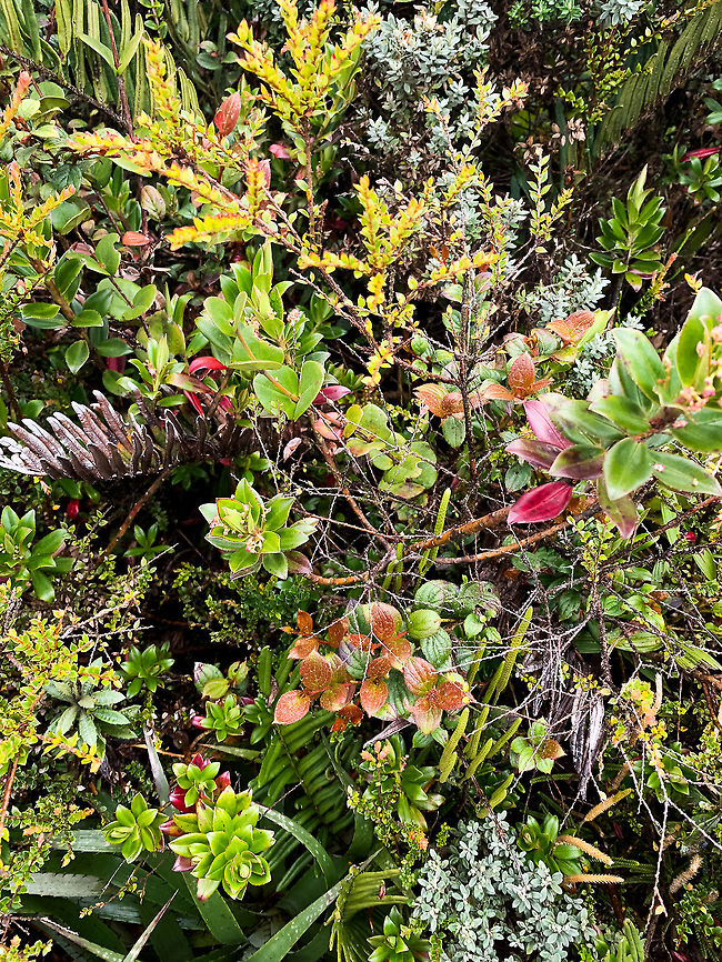 P&aacute;ramo plant mix, La Cocha P&aacute;ramo, Colombia At 3,500m asl. Colombia,Colombia 2018,Colombia South,Fall,Geotagged,P&aacute;ramo,South America,World