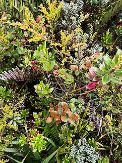 P&aacute;ramo plant mix, La Cocha P&aacute;ramo, Colombia At 3,500m asl. Colombia,Colombia 2018,Colombia South,Fall,Geotagged,P&aacute;ramo,South America,World