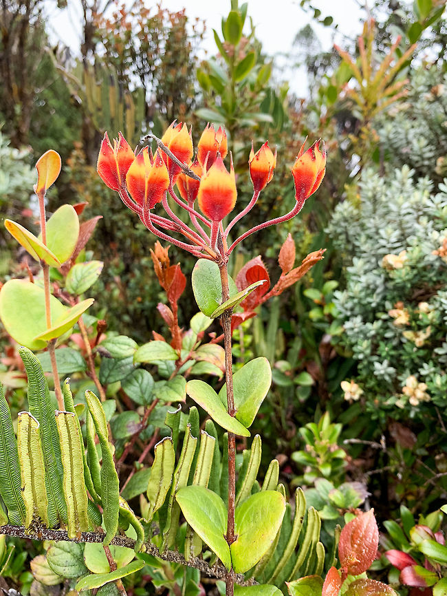 P&aacute;ramo plant 2, La Cocha P&aacute;ramo, Colombia At 3,500m asl. Note the chewed off leafs on the left, likely the work of a mammal. Colombia,Colombia 2018,Colombia South,Fall,Geotagged,P&aacute;ramo,South America,World
