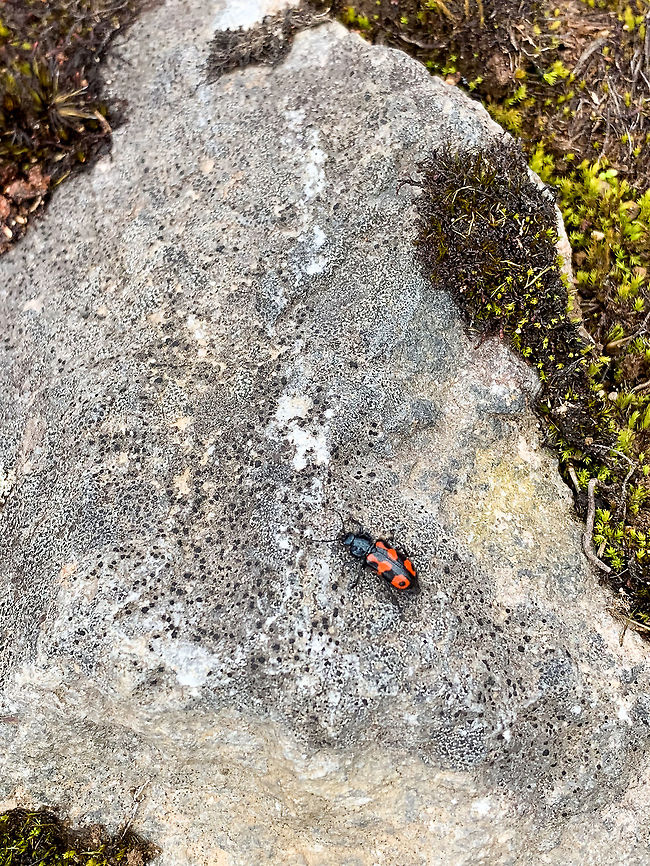 Black/red beetle in P&aacute;ramo, Colombia I believe this was the only insect we saw on this day. Surely there are more, but given the altitude and cold we still found in somewhat surprising to see one at all. Colombia,Colombia 2018,Colombia South,Fall,Geotagged,P&aacute;ramo,South America,World