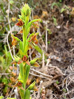Pterichis sp. orchid, P&aacute;ramo, Colombia Found at 3,500m asl.
https://www.jungledragon.com/image/75873/pterichis_sp._orchid_pramo_colombia.html Colombia,Colombia 2018,Colombia South,Fall,Geotagged,P&aacute;ramo,South America,World