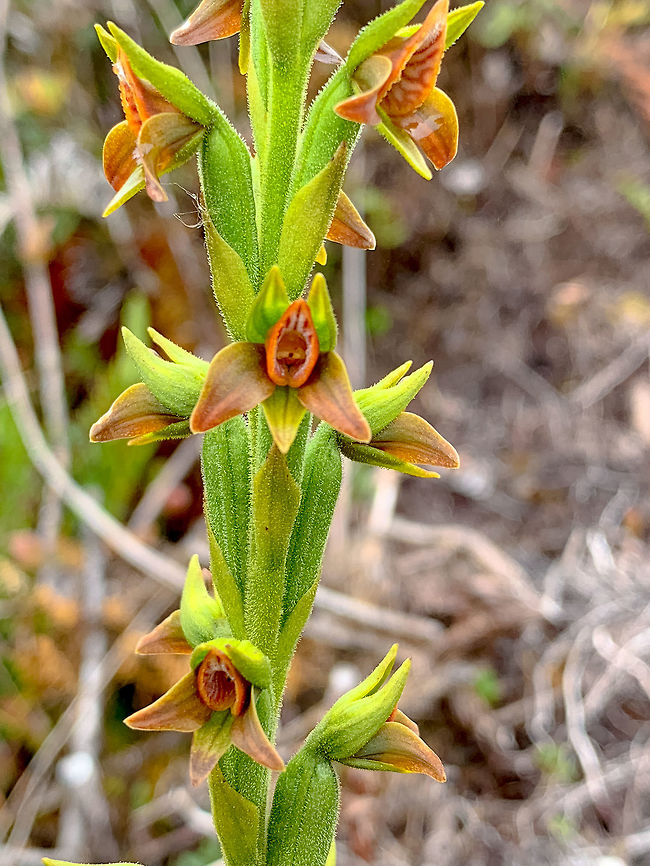 Pterichis sp. orchid - closeup, P&aacute;ramo, Colombia Found at 3,500m asl.<br />
<figure class="photo"><a href="https://www.jungledragon.com/image/75873/pterichis_sp._orchid_pramo_colombia.html" title="Pterichis sp. orchid, P&aacute;ramo, Colombia"><img src="https://s3.amazonaws.com/media.jungledragon.com/images/2/75873_thumb.jpg?AWSAccessKeyId=05GMT0V3GWVNE7GGM1R2&Expires=1770854410&Signature=bvdkXcNh4%2FXJuWB3kVhspCD5zYk%3D" width="114" height="152" alt="Pterichis sp. orchid, P&aacute;ramo, Colombia Found at 3,500m asl.<br />
https://www.jungledragon.com/image/75873/pterichis_sp._orchid_pramo_colombia.html Colombia,Colombia 2018,Colombia South,Fall,Geotagged,P&aacute;ramo,South America,World" /></a></figure> Colombia,Colombia 2018,Colombia South,Fall,Geotagged,P&aacute;ramo,South America,World