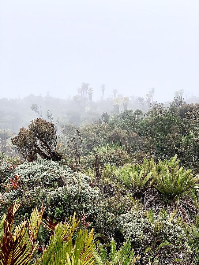 Subpáramo vegetation - II, La Cocha Páramo, Colombia At 3,500m asl. Colombia,Colombia 2018,Colombia South,Fall,Geotagged,Páramo,South America,World