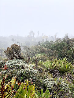 Subp&aacute;ramo vegetation - II, La Cocha P&aacute;ramo, Colombia At 3,500m asl. Colombia,Colombia 2018,Colombia South,Fall,Geotagged,P&aacute;ramo,South America,World