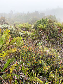 Subp&aacute;ramo vegetation - III, La Cocha P&aacute;ramo, Colombia At 3,500m asl. Colombia,Colombia 2018,Colombia South,Fall,Geotagged,P&aacute;ramo,South America,World