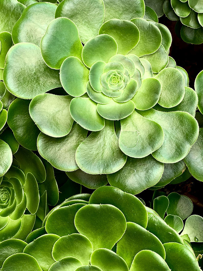Aenium sp, La Cocha, Colombia This one is not a wild observation, it's from the botanical garden at the hotel of la Cocha. Yet as it is outside, it must be a plant that can stomach the major temperature swings at this altitude.<br />
<figure class="photo"><a href="https://www.jungledragon.com/image/75878/aenium_sp._-_cluster_la_cocha_colombia.html" title="Aenium sp. - cluster, La Cocha, Colombia"><img src="https://s3.amazonaws.com/media.jungledragon.com/images/2/75878_thumb.jpg?AWSAccessKeyId=05GMT0V3GWVNE7GGM1R2&Expires=1770854410&Signature=D4PAF0Dg9PGw1hOuZnBiT%2FjJzQ0%3D" width="142" height="152" alt="Aenium sp. - cluster, La Cocha, Colombia This one is not a wild observation, it's from the botanical garden at the hotel of la Cocha. Yet as it is outside, it must be a plant that can stomach the major temperature swings at this altitude.<br />
https://www.jungledragon.com/image/75877/aenium_sp_la_cocha_colombia.html Colombia,Colombia 2018,Colombia South,Fall,Geotagged,P&aacute;ramo,South America,World" /></a></figure> Colombia,Colombia 2018,Colombia South,Fall,Geotagged,South America,World
