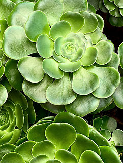 Aenium sp, La Cocha, Colombia This one is not a wild observation, it's from the botanical garden at the hotel of la Cocha. Yet as it is outside, it must be a plant that can stomach the major temperature swings at this altitude.
https://www.jungledragon.com/image/75878/aenium_sp._-_cluster_la_cocha_colombia.html Colombia,Colombia 2018,Colombia South,Fall,Geotagged,South America,World