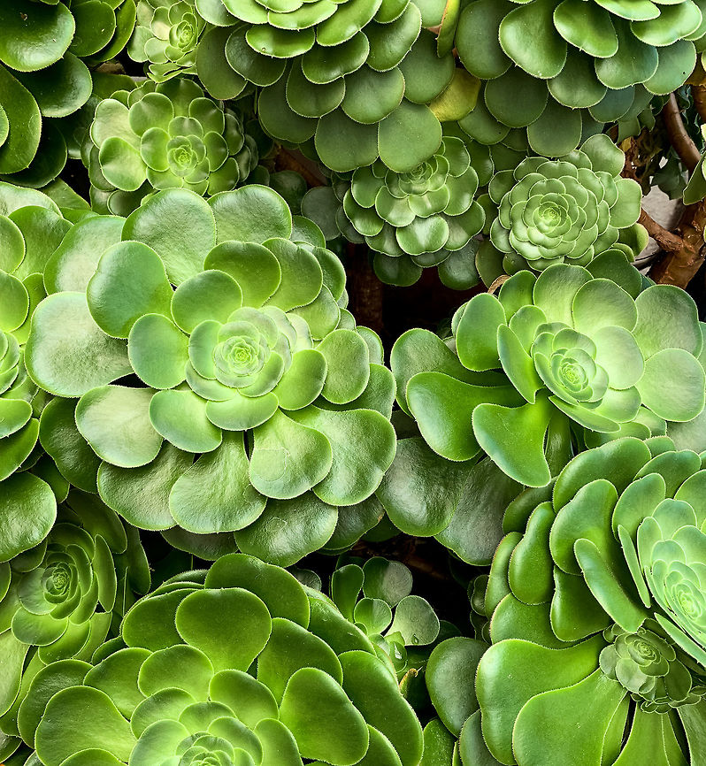 Aenium sp. - cluster, La Cocha, Colombia This one is not a wild observation, it's from the botanical garden at the hotel of la Cocha. Yet as it is outside, it must be a plant that can stomach the major temperature swings at this altitude.<br />
<figure class="photo"><a href="https://www.jungledragon.com/image/75877/aenium_sp_la_cocha_colombia.html" title="Aenium sp, La Cocha, Colombia"><img src="https://s3.amazonaws.com/media.jungledragon.com/images/2/75877_thumb.jpg?AWSAccessKeyId=05GMT0V3GWVNE7GGM1R2&Expires=1770854410&Signature=heguo%2FjeA5Rb5EZU4TZG8rwm%2FAg%3D" width="114" height="152" alt="Aenium sp, La Cocha, Colombia This one is not a wild observation, it's from the botanical garden at the hotel of la Cocha. Yet as it is outside, it must be a plant that can stomach the major temperature swings at this altitude.<br />
https://www.jungledragon.com/image/75878/aenium_sp._-_cluster_la_cocha_colombia.html Colombia,Colombia 2018,Colombia South,Fall,Geotagged,South America,World" /></a></figure> Colombia,Colombia 2018,Colombia South,Fall,Geotagged,P&aacute;ramo,South America,World