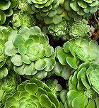 Aenium sp. - cluster, La Cocha, Colombia This one is not a wild observation, it's from the botanical garden at the hotel of la Cocha. Yet as it is outside, it must be a plant that can stomach the major temperature swings at this altitude.<br />
https://www.jungledragon.com/image/75877/aenium_sp_la_cocha_colombia.html Colombia,Colombia 2018,Colombia South,Fall,Geotagged,P&aacute;ramo,South America,World
